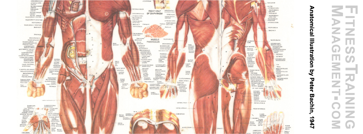 Muscles